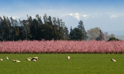 spring sheep snow
paddock