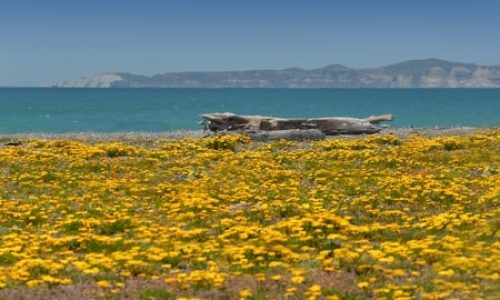 Flowers in full bloom on the foreshore near Napier